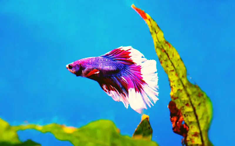How Do I Know If My Betta Fish Is Dying