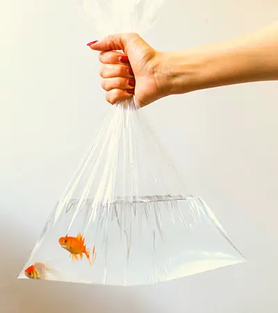 How Long Can Goldfish Live in a Bag