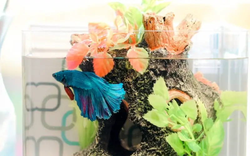 How Long Can a Betta Fish Live Without a Heater
