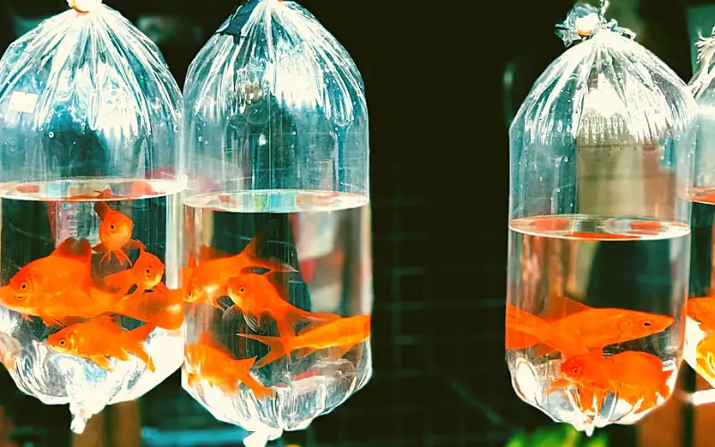 How Long Can a Goldfish Live in a Bag 5 Transportation Tips