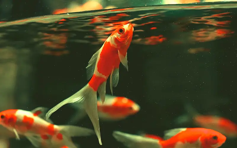 How Long Do Goldfish Live in a 20 Gallon Tank