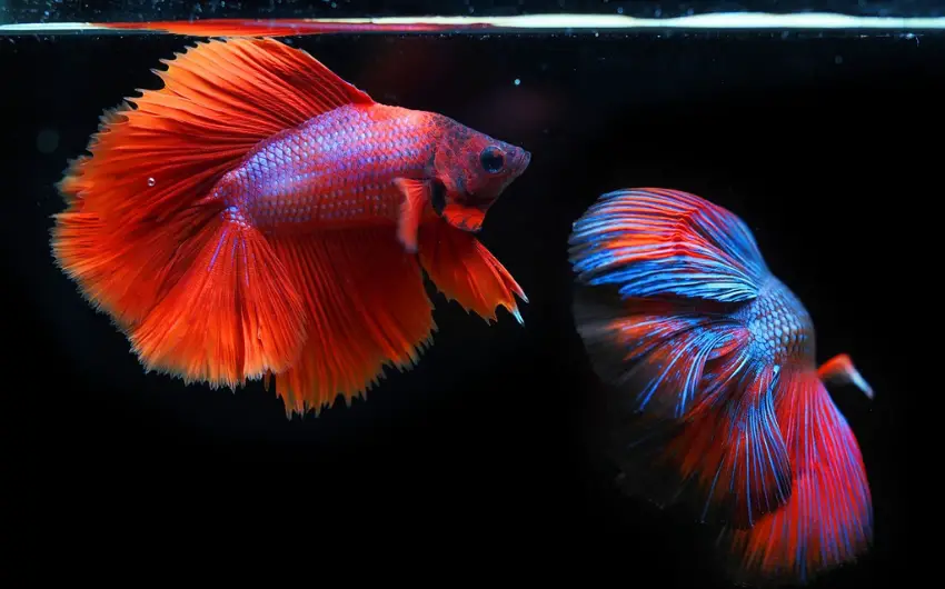 How Many Female Bettas in a 5 Gallon Tank: (Ideal Set-Up!)