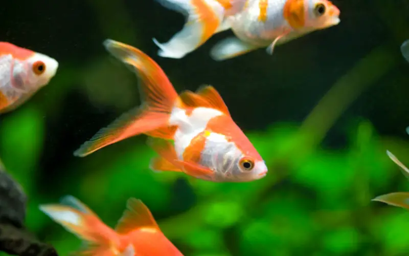 How Many Goldfish Should Be Kept Together