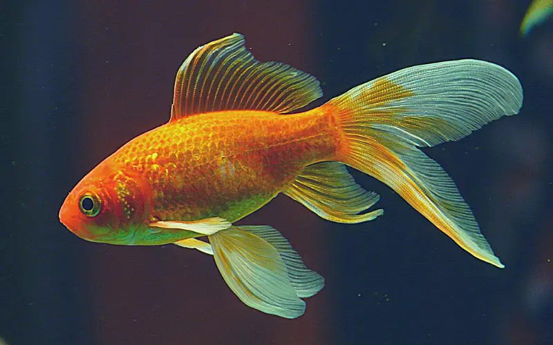 How big do goldfish have to be to breed
