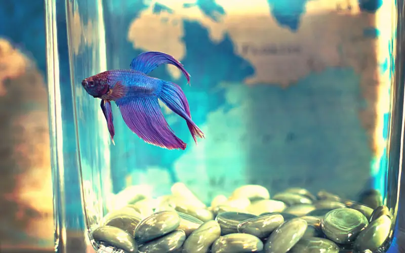 How to Care for a Betta Fish without a Filter (Solved)