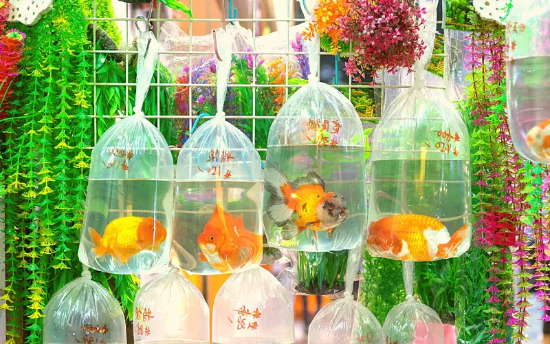 Is Breeding Goldfish Profitable 5 Key Benefits to Consider!