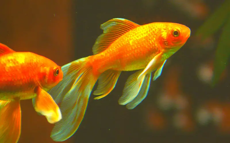 what-size-tank-do-i-need-for-2-goldfish-stop-overcrowding