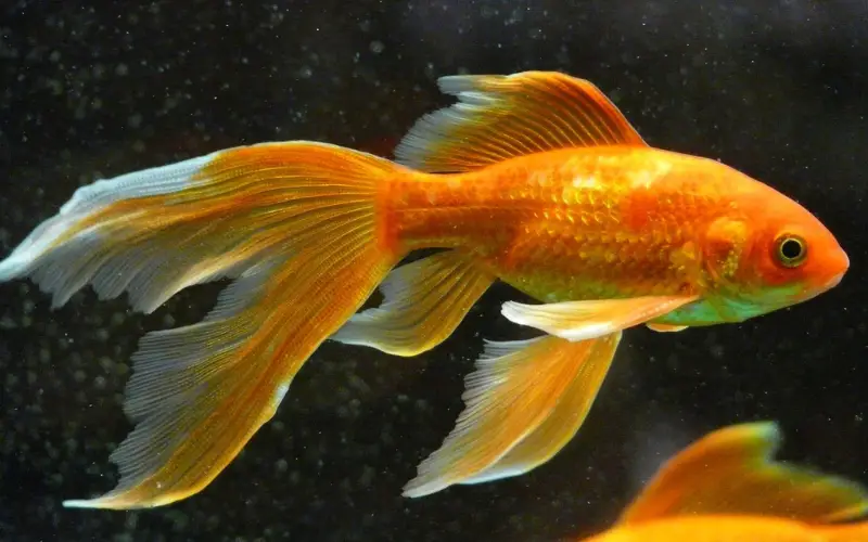 What Types of Fish Can Be Kept with Goldfish