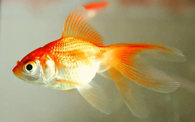 Why Do Goldfish Die So Fast