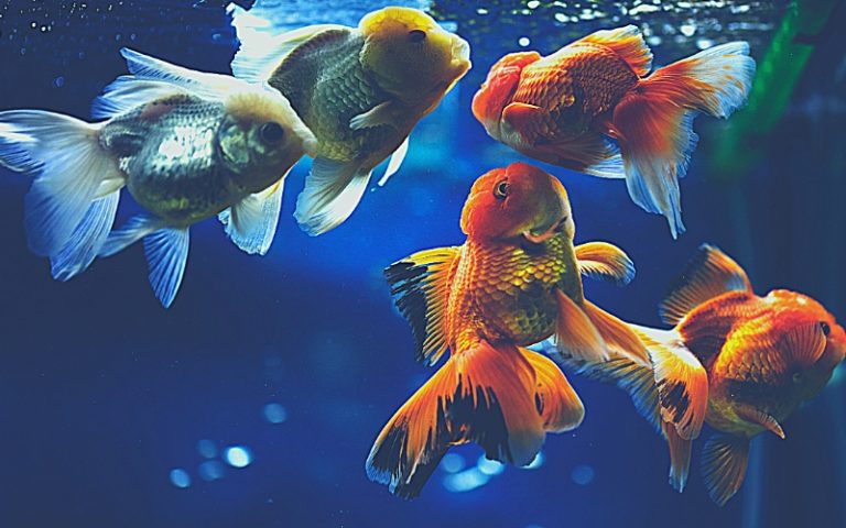 Picture of Goldfish Breeding Size: 5 Secrets to Bigger Broods (Solved)