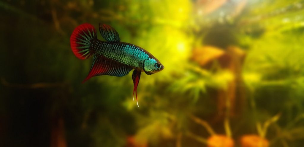 Natural Habitat for Betta Fish: (7 Tips for A Happy Fish)