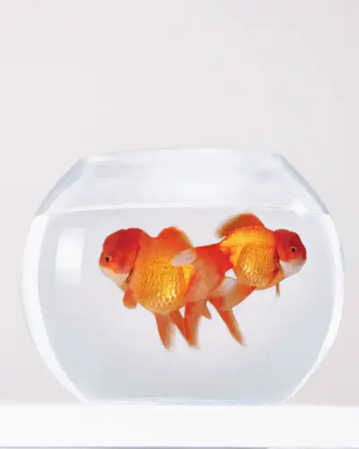 can 2 goldfish live together in a bowl