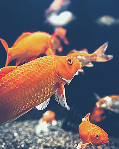 how big do goldfish need to be to breed
