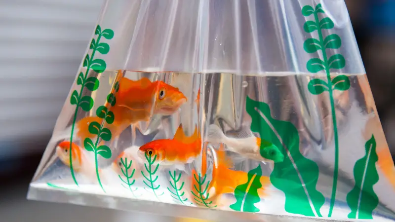 how long can a goldfish live in a plastic bag