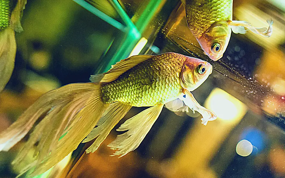 Are Fantail Goldfish Aggressive