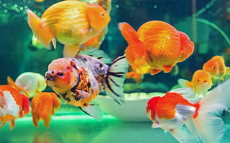 Are Ranchu Goldfish Aggressive
