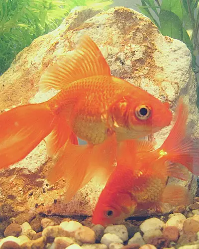 Are fantail goldfish friendly