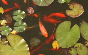 Can You Eat Goldfish? Safety, Taste & Legal Facts Explained