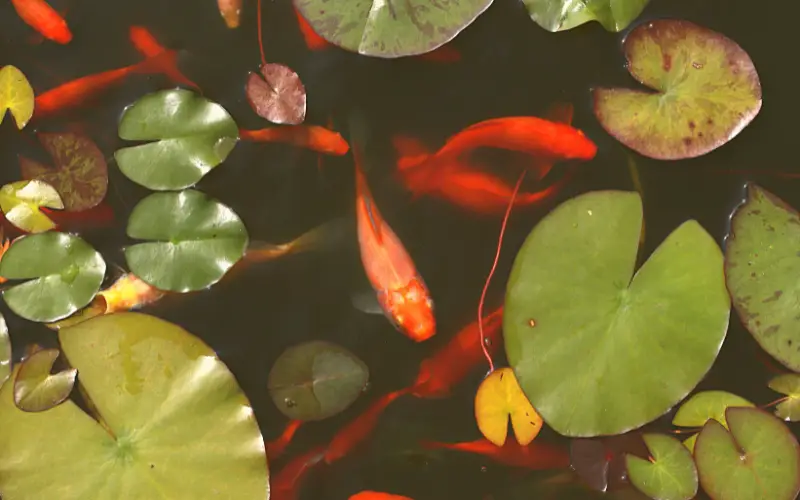 Can Fantail Goldfish Live in a Pond