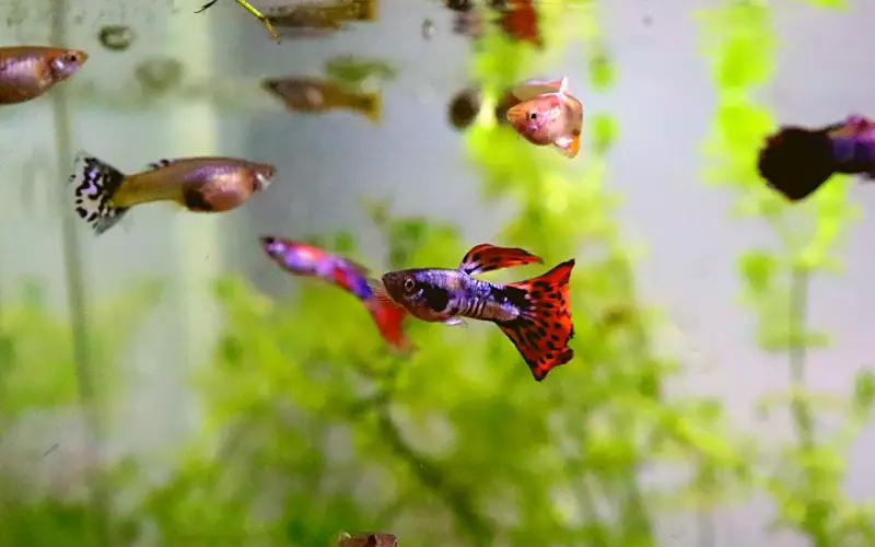 Discover the Truth: Can Guppies Live in Cold Water? 5 Essential Tips for Success to Keep Your Fish Happy and Healthy in Any Climate. Don't Miss Out!