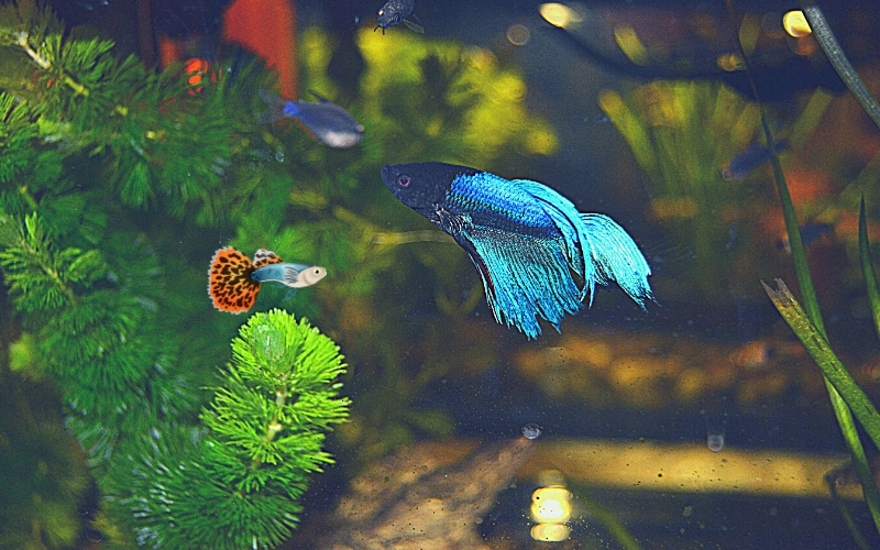Can Guppies Live with Bettas