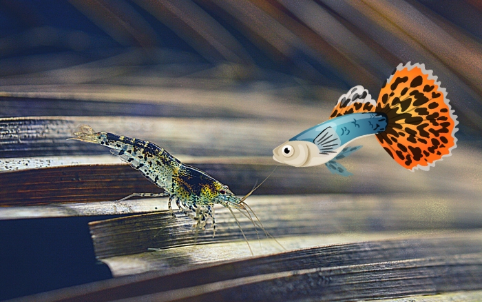 Can Guppies and Shrimp Live Together