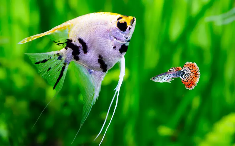 Can Guppy Live with Angelfish Shocking Revelation Revealed!