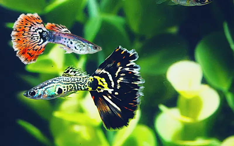 Can Male Guppies Live Together