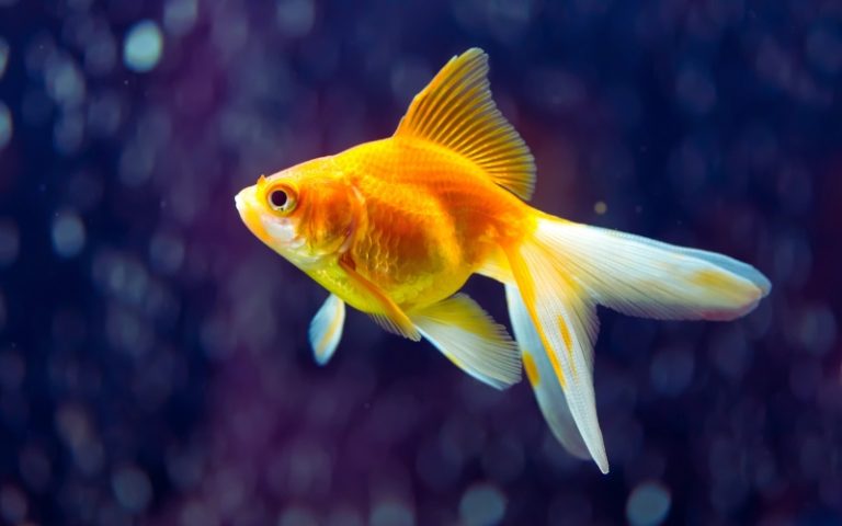 Best Goldfish Water Parameters: (5 Vet-Expert Measures!)