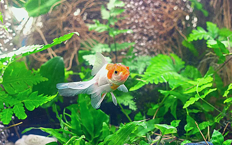 Fantail Goldfish Aquarium