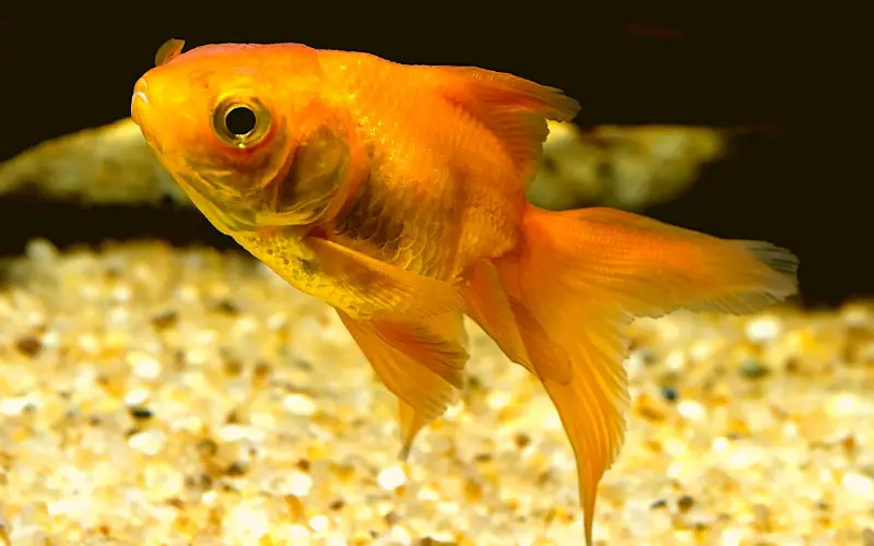 Fantail Goldfish Facts