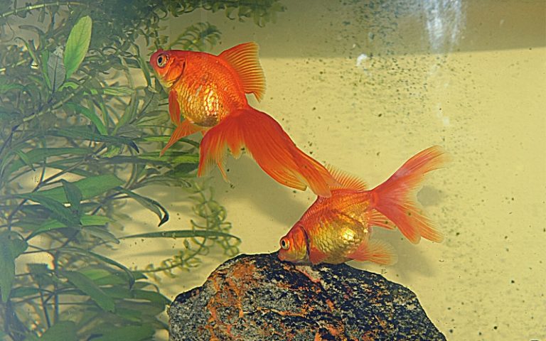 Image showcasing Goldfish Tank Size Guide: Vet-Approved Tips & Tricks - Hepper