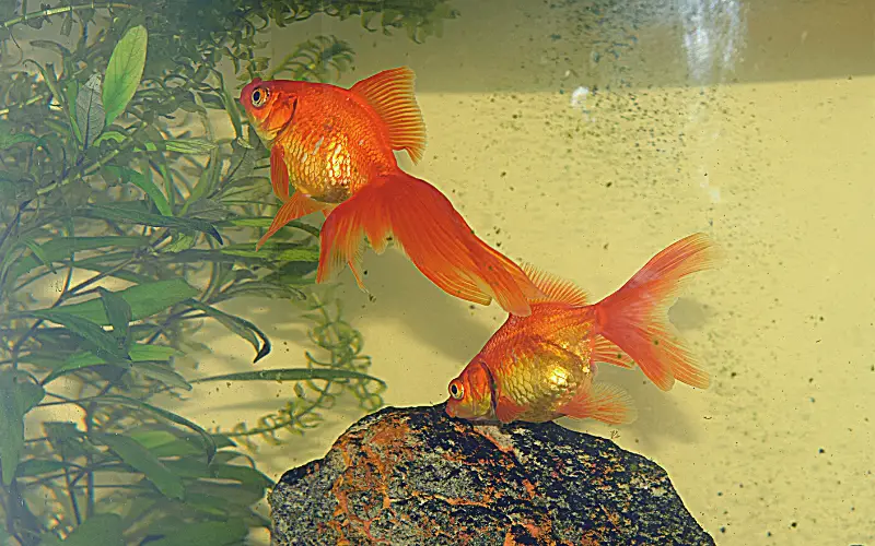 Fantail Goldfish Tank Size