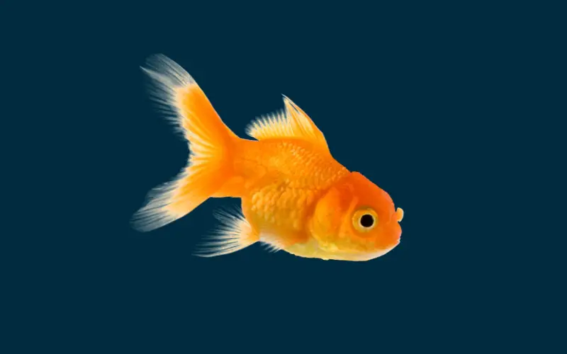 Goldfish Dropsy or Pregnant
