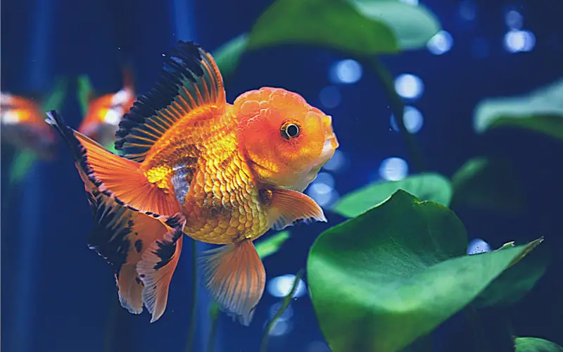 Goldfish Sickness