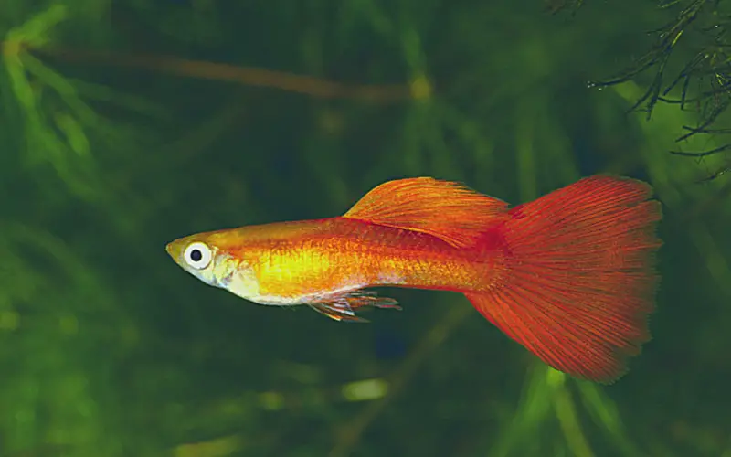 Guppy Fin Rot Cure 101 Causes, Symptoms & Quick Treatment!