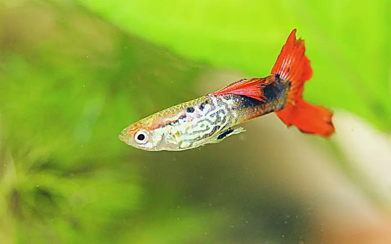 Guppy Tail Split