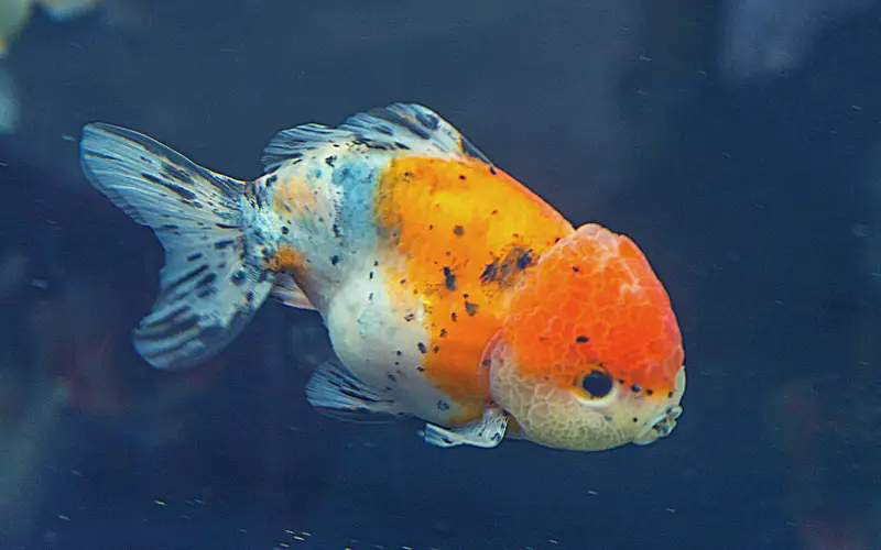 How Big Do Ranchu Goldfish Get