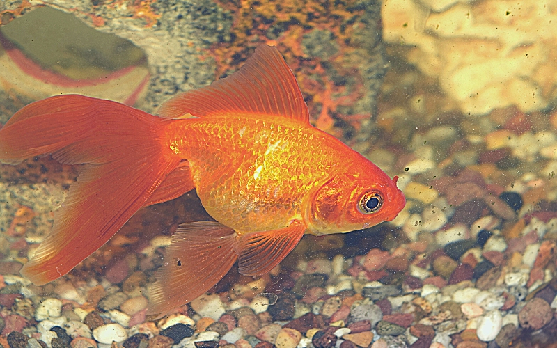 How Big Does a Fantail Goldfish Get