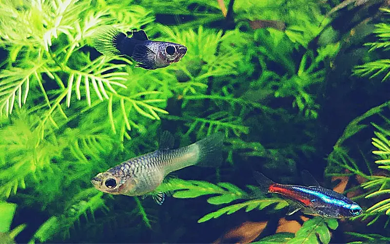 How Long Can Guppies Go Without Food