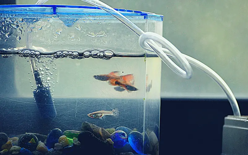 How Long Can Guppies Survive Without Air Pump? (Solved)