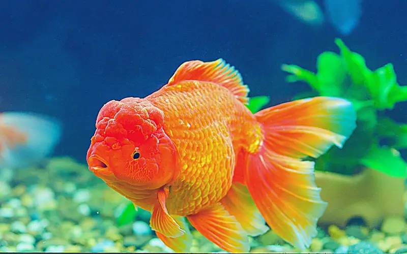 How Long Can a Fish Live with Swim Bladder Disease