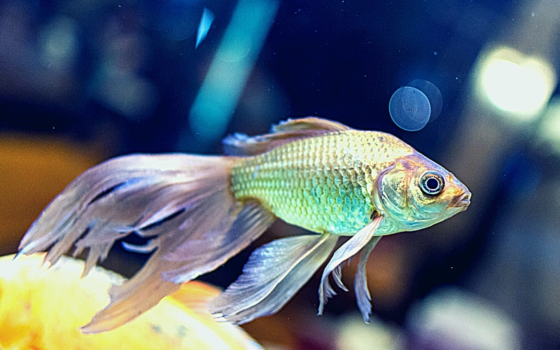 How Long Do Fantail Goldfish Live