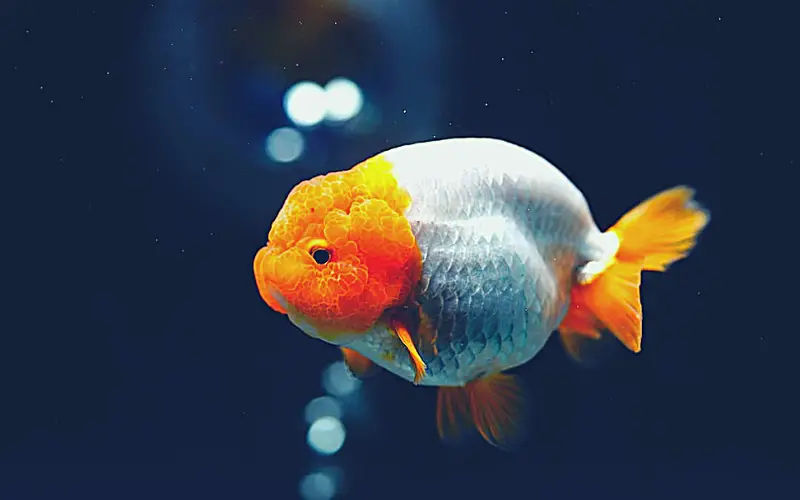 How Long Do Ranchu Goldfish Live
