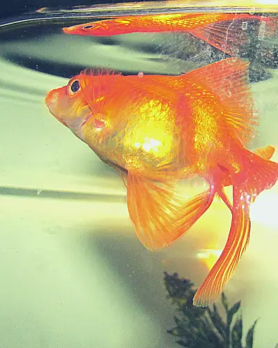 How big can fantail goldfish get