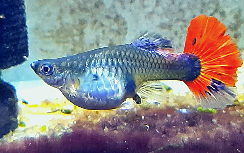 How to Know When Guppy Is Finished Giving Birth