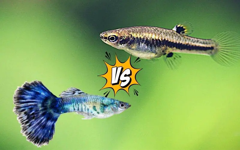Mosquito Fish vs Guppy