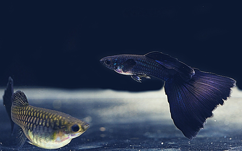Most Expensive Guppies