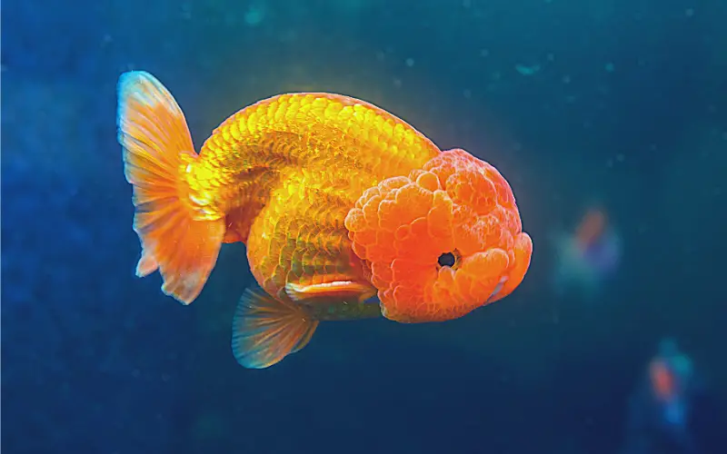 ranchu fish