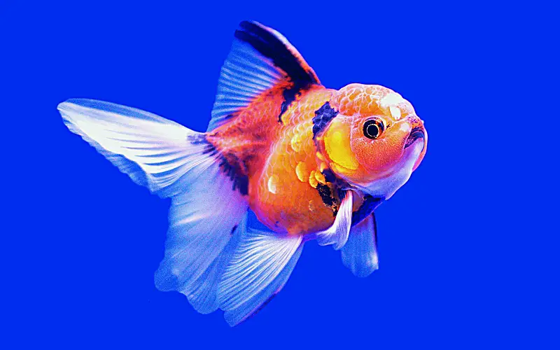 Ranchu goldfish